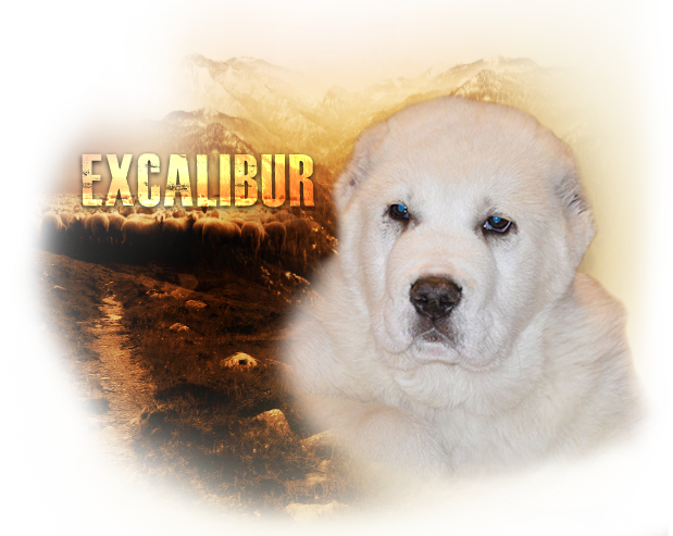 excalibur_profil.png