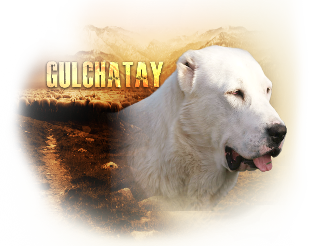gulchatay_profil.png
