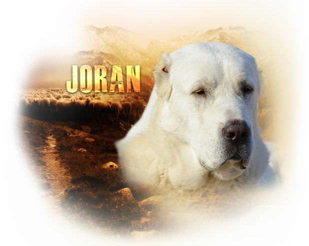 joran_profil.png