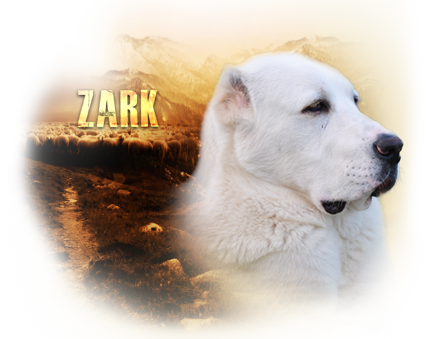 zark_profil.png